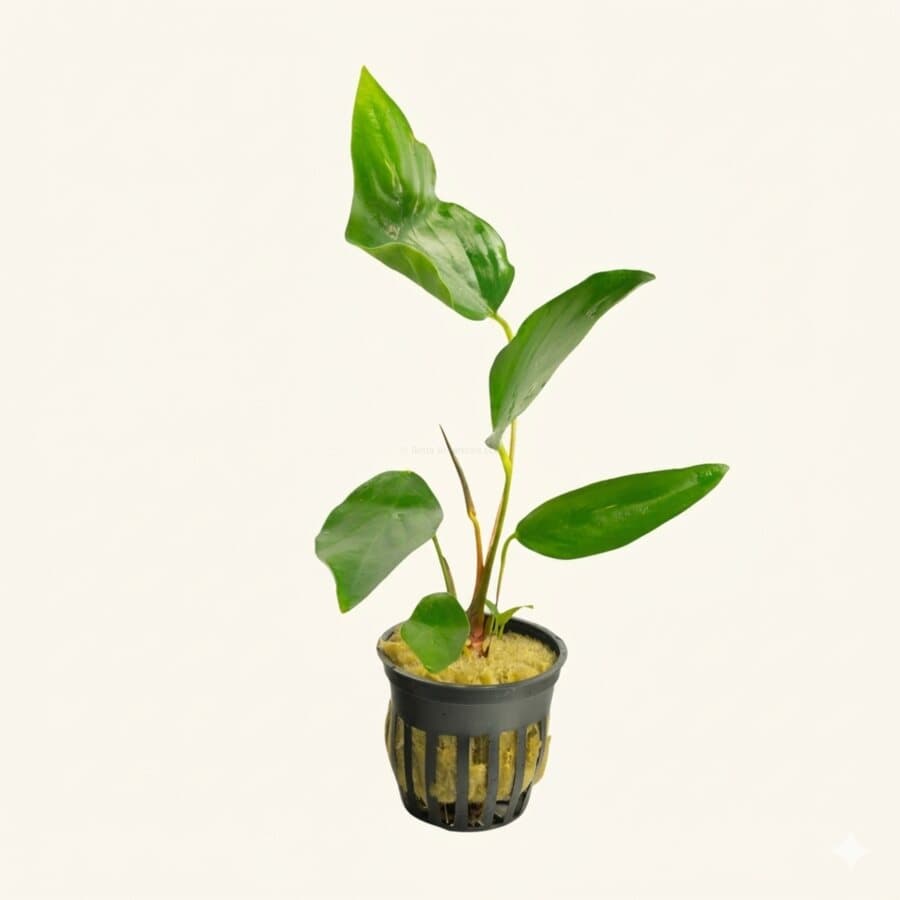 Anubia Lanceolata