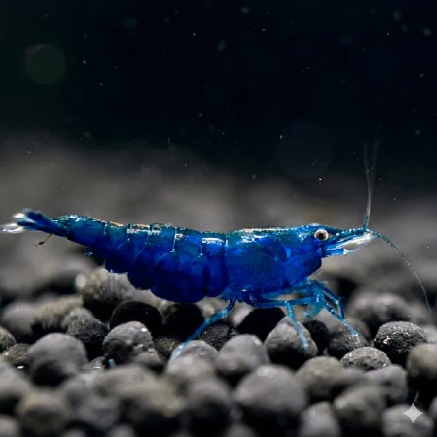 Camarão Blue Dream